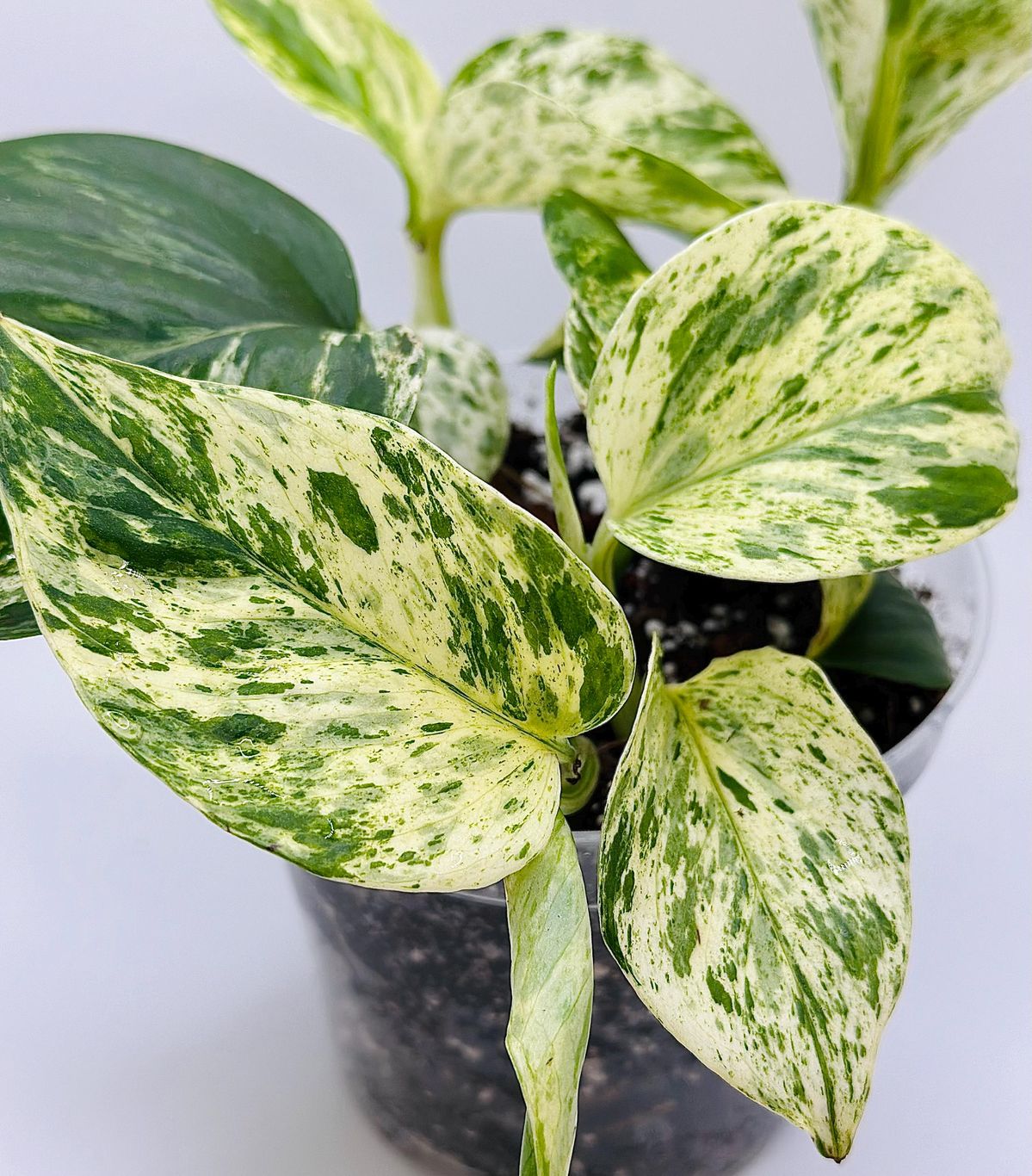 Pothos Marble Queen